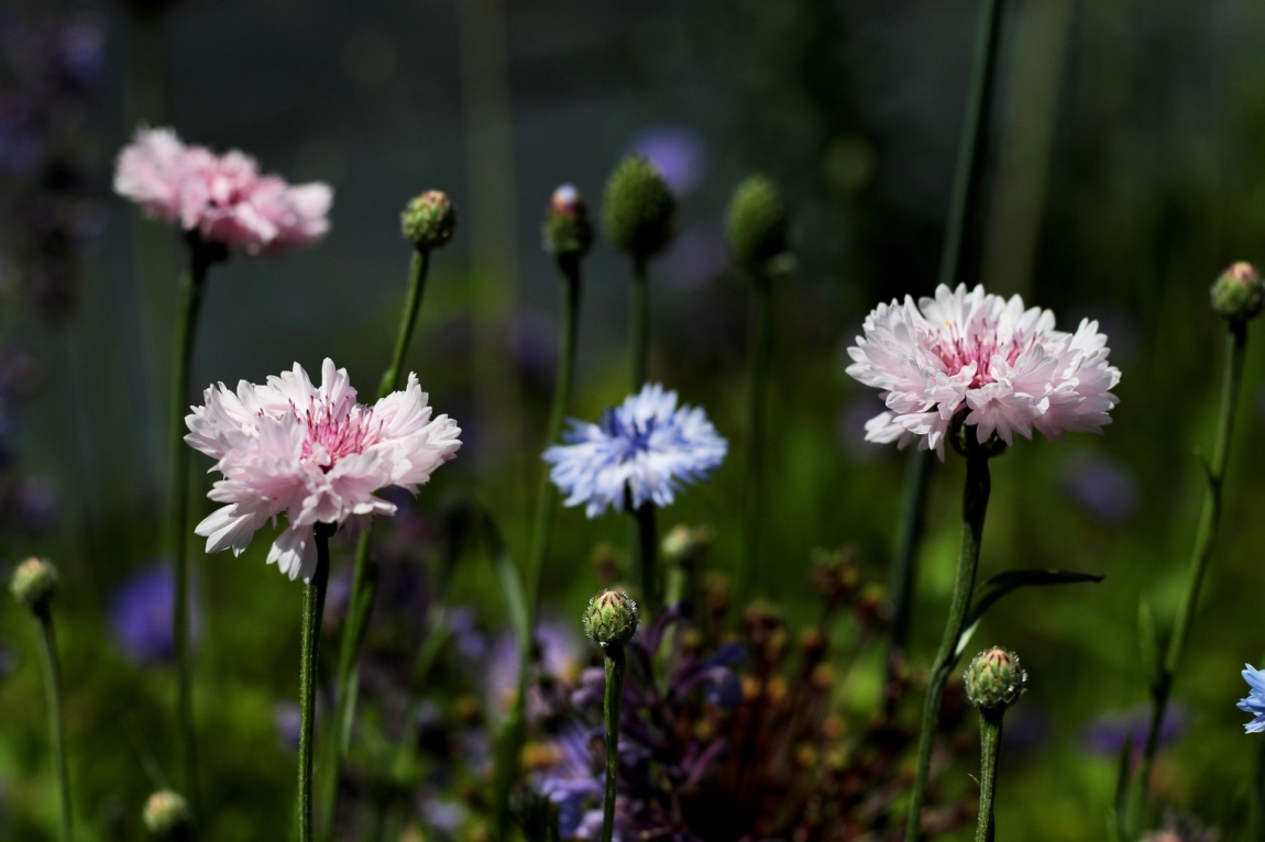 Ленивый сад: как свести уход за участком к минимуму